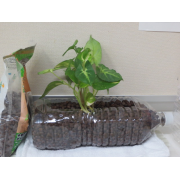 ペットボトルを再利用したプランター